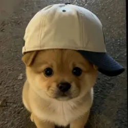 PhookhaoXdyss