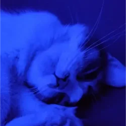 yMiau