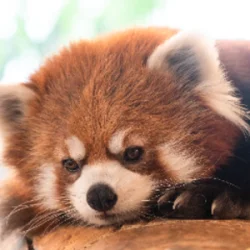StreamingOurZoo