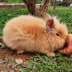 QBunnyTV