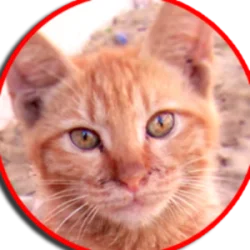 City_Cat_TV