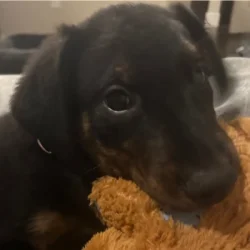 noobdog