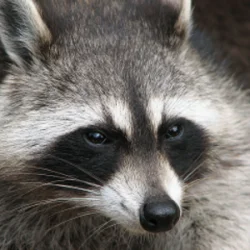 InconsiderateRaccoon