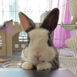 EllaTheBunnyMom