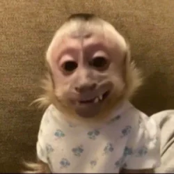 querubinzz