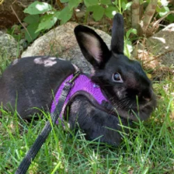AugustBuns