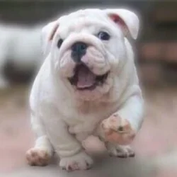 AdmiralBulldog