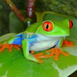ImortalFrog