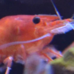 Shrimps247