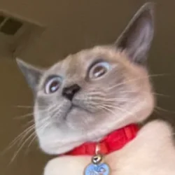 ShiroRz